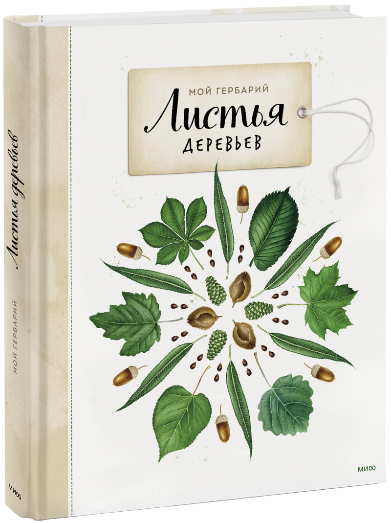 Мой гербарий. Листья деревьев