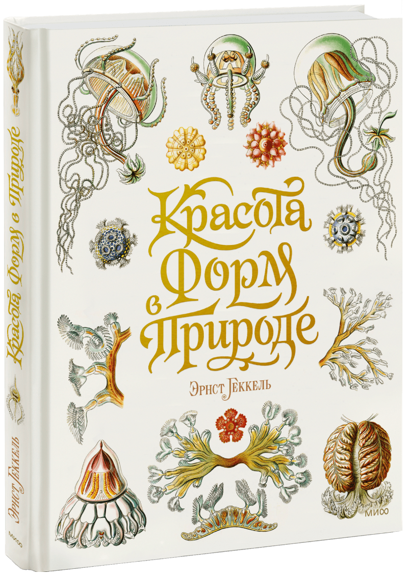 Красота форм в природе