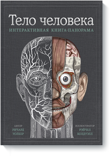 Тело человека